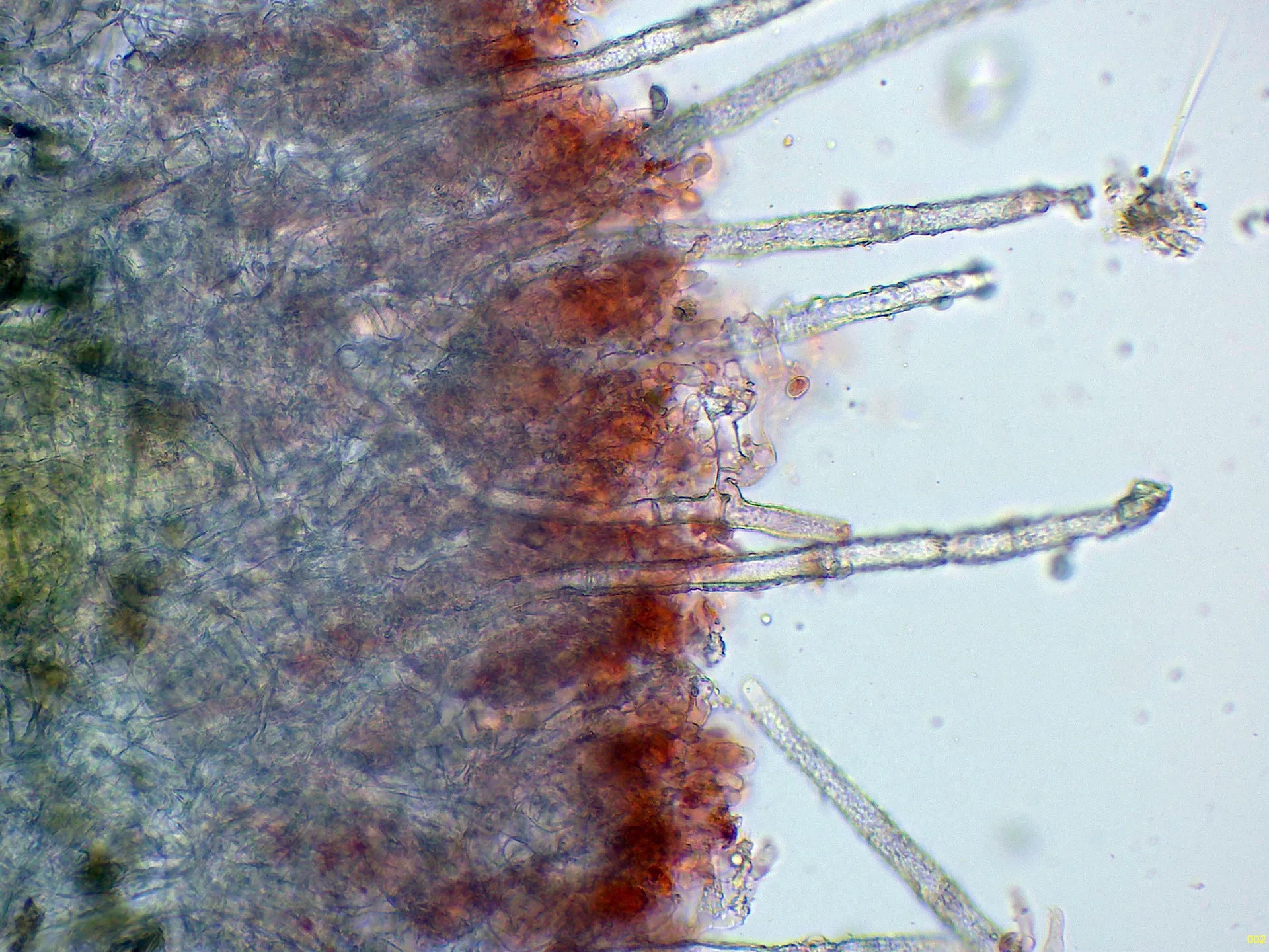 Microscopía de Gyrophanopsis polonensis - 10 - Himenio x 400-002